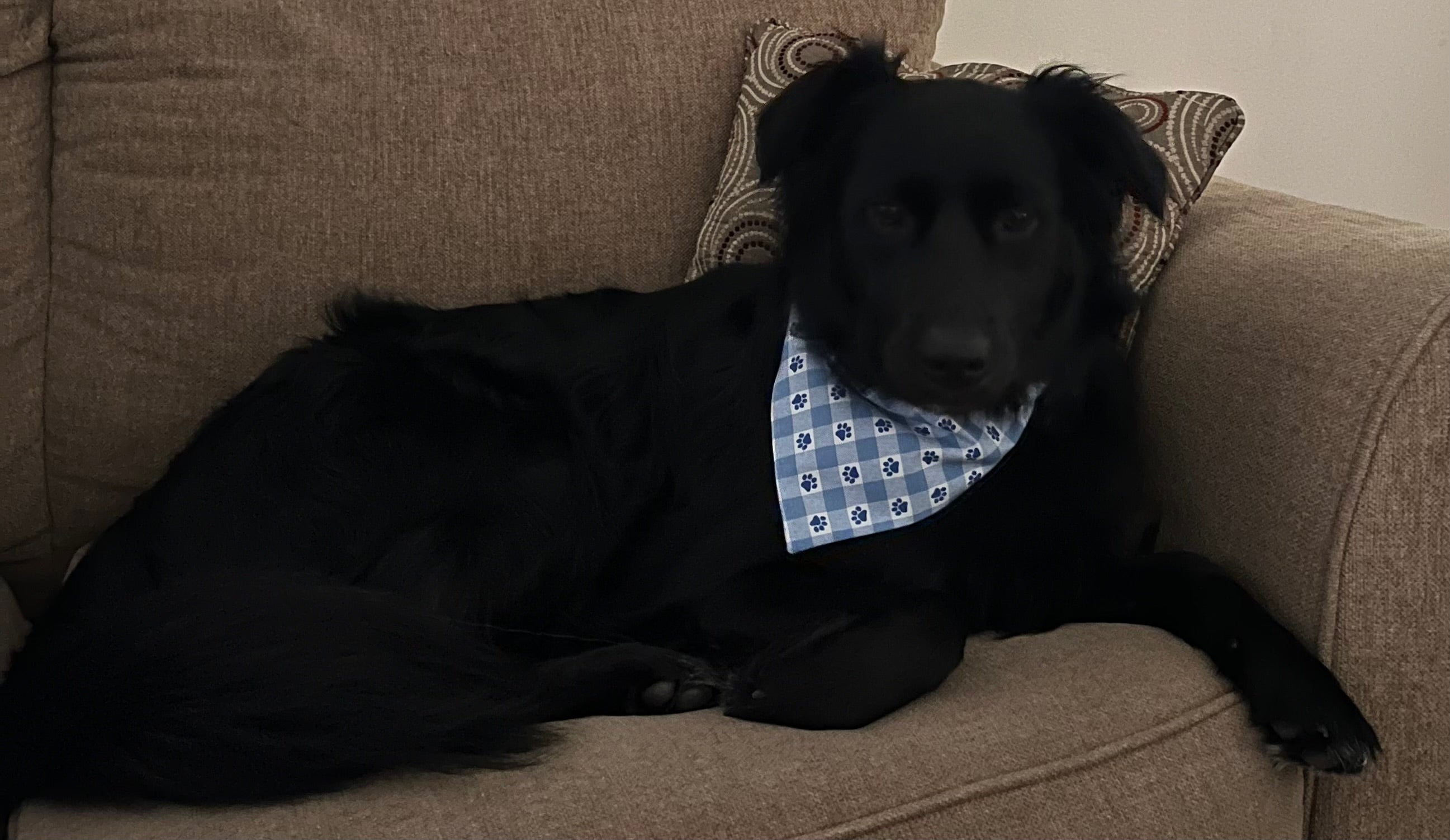 Over The Collar Dog Bandana, MEDIUM, Puppy Paws