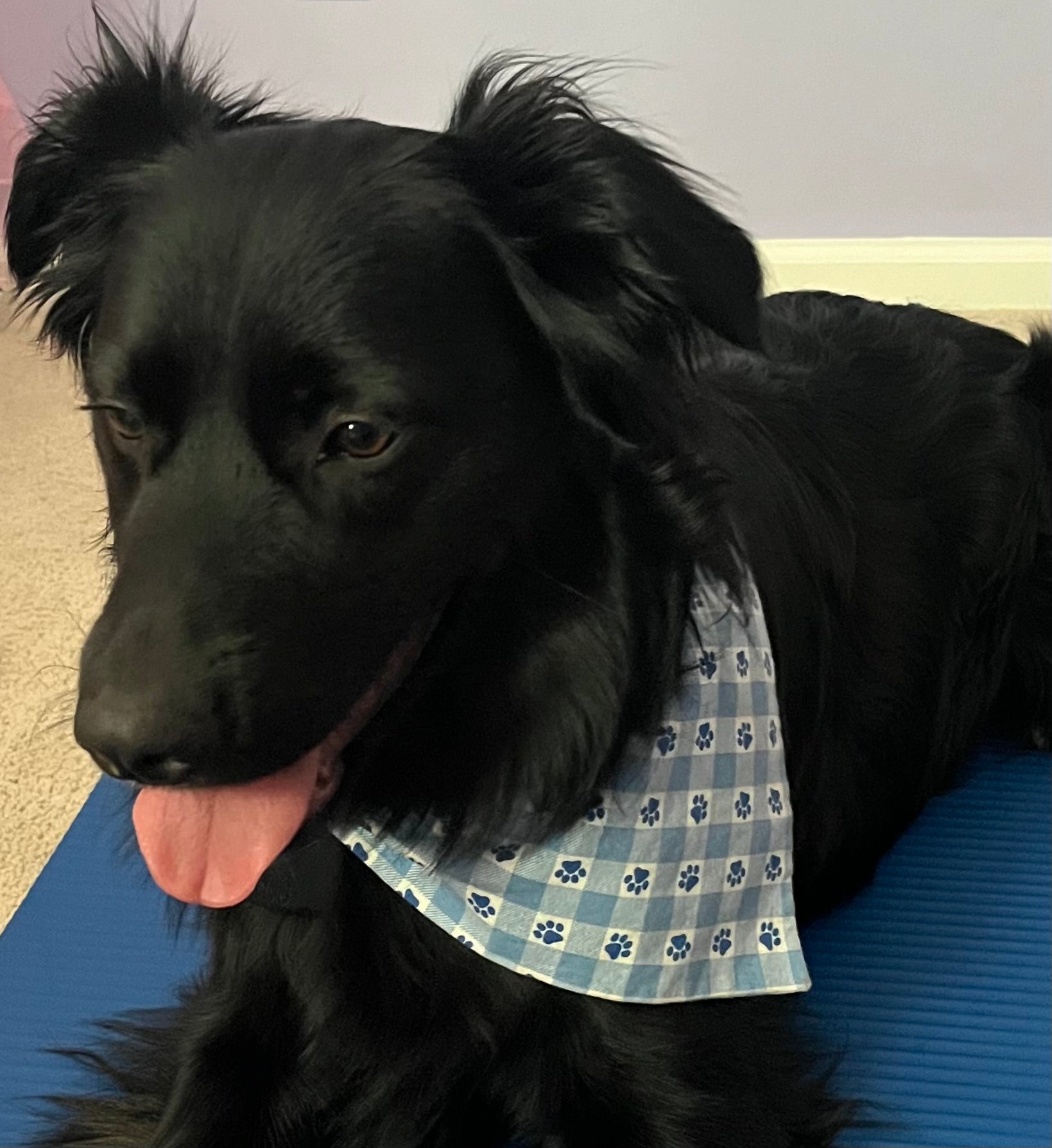 Over The Collar Dog Bandana, MEDIUM, Puppy Paws
