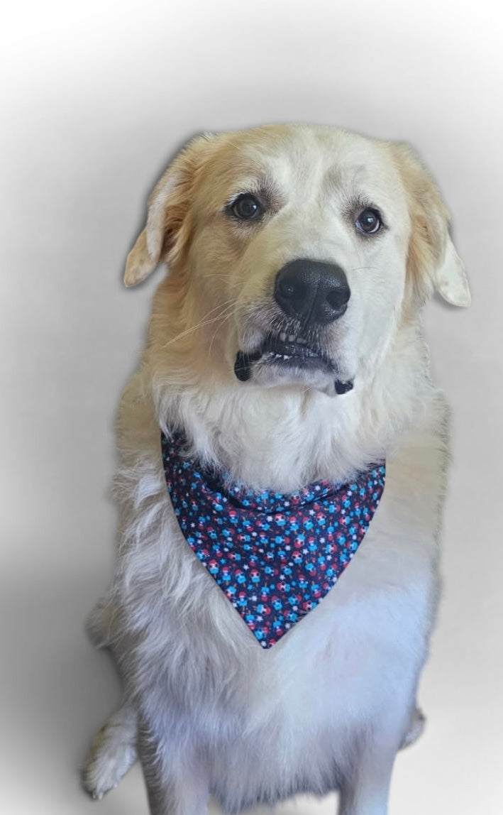 Over The Collar Dog and Cat Bandana, SMALL, 4th of July Popsicles