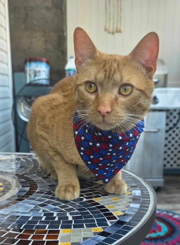 Over The Collar Dog and Cat Bandana, SMALL, 4th of July Popsicles