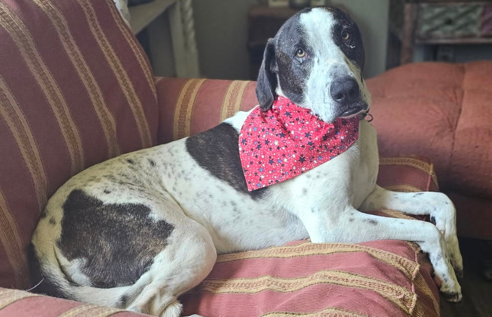 Over The Collar Dog Bandana, LARGE, Red, White, and Blue Stars