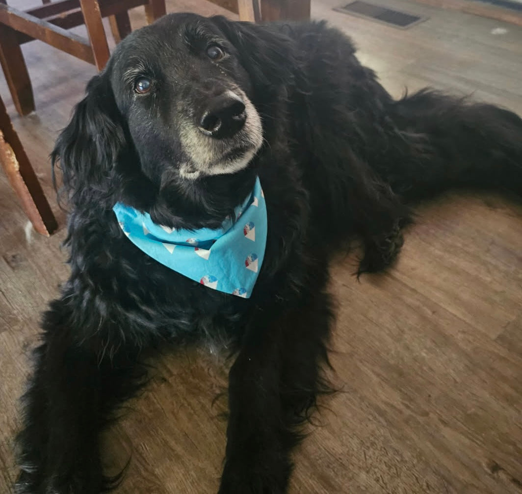 Over The Collar Dog  and Cat Bandana, SMALL, Snow Cones